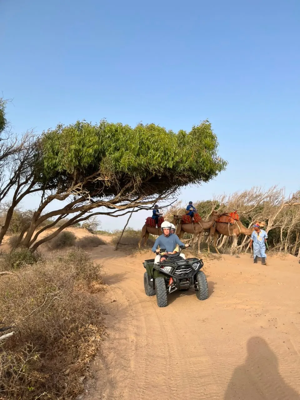 The argan forest inland from the coast