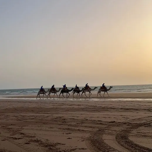 Camel train crossing the beach at low tide