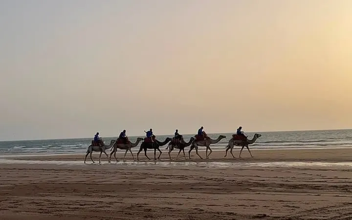 Camel train walking along the beach south of Essaouira, Morocco
